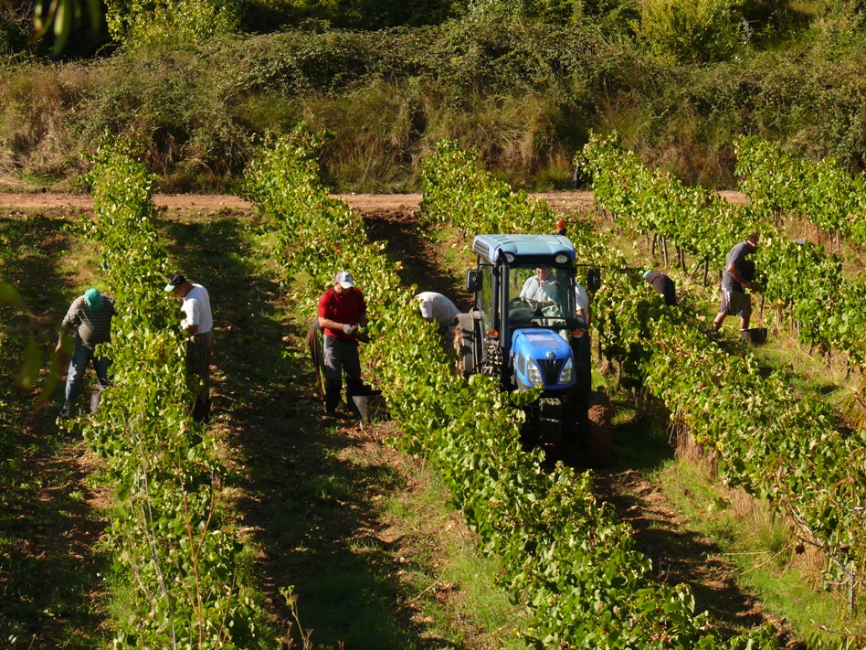 Trabajos de vendimia. Foto: Joan Grifolls